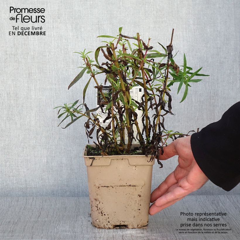 Exemplar von Penstemon hybride Sour Grapes - Galane Pot de 2L/3L wie im Herbst geliefert