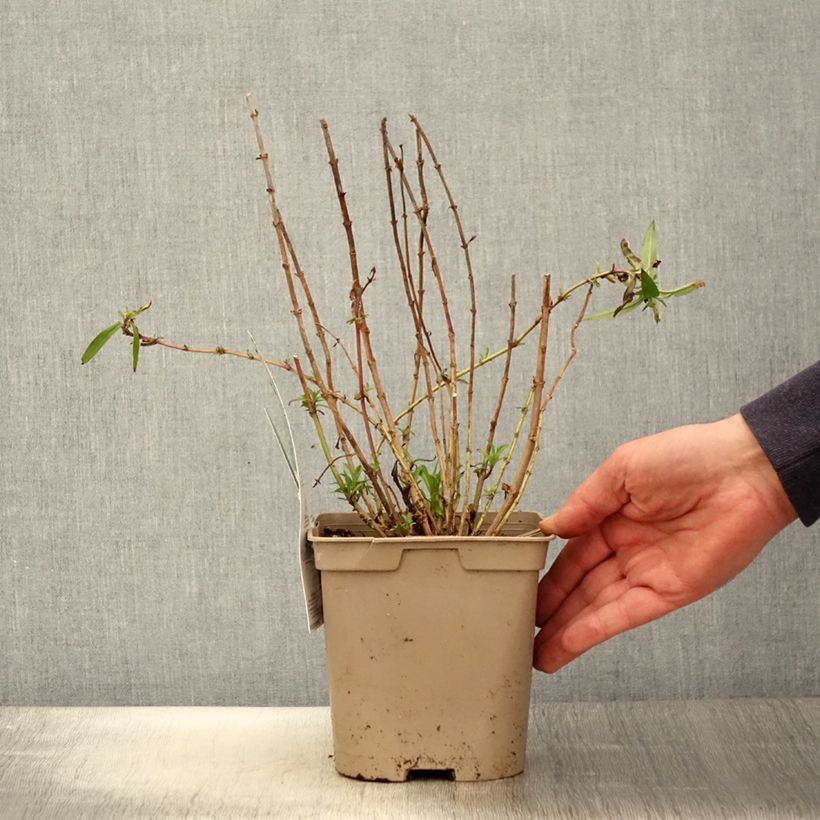 Example of Penstemon Sour Grapes - Bartfaden Topf mit 2L/3L as you get in printemps