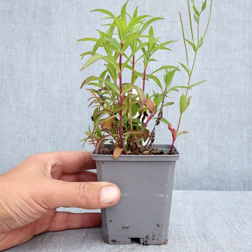 Example of Penstemon Sour Grapes - Bartfaden Kleine Töpfe von 8/9 cm as you get in printemps