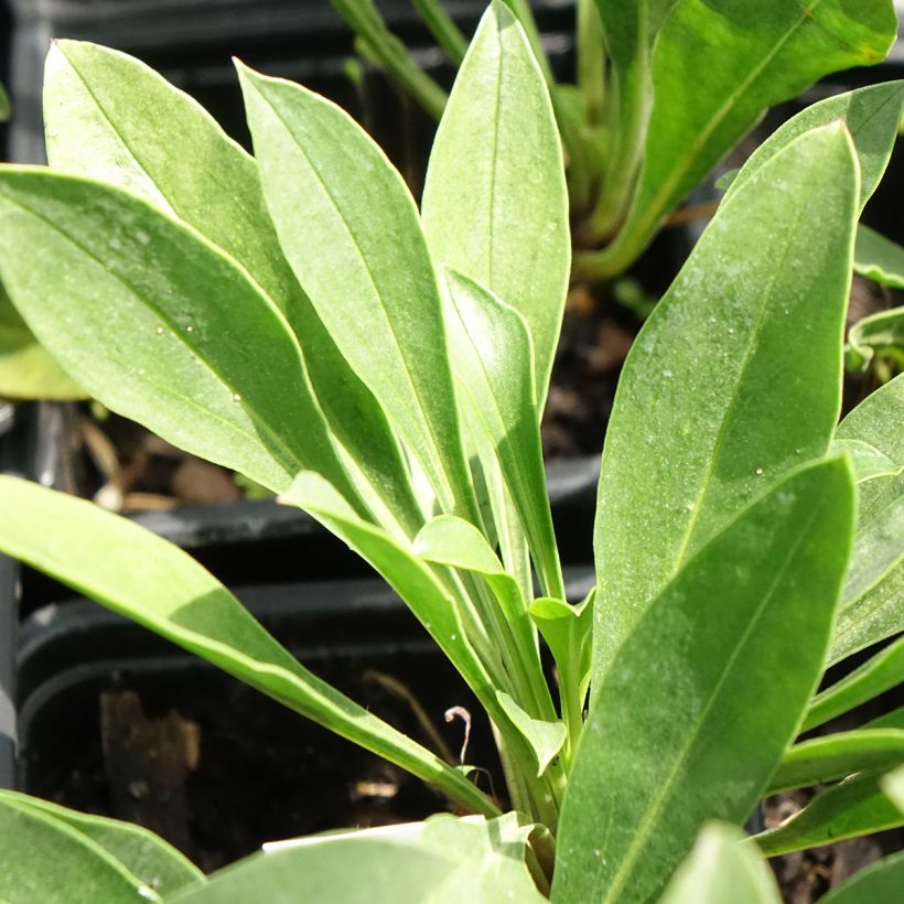 Penstemon mensarum - Bartfaden (Laub)