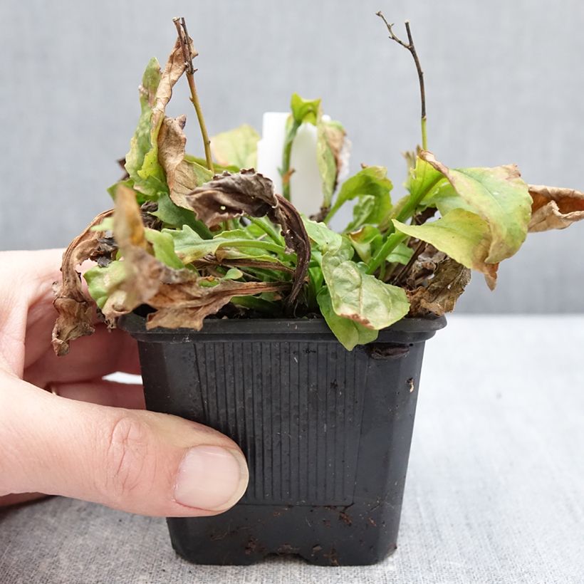 Exemplar von Penstemon Nova Pearl - Galane Kleine Töpfe von 8/9 cm wie im Winter geliefert