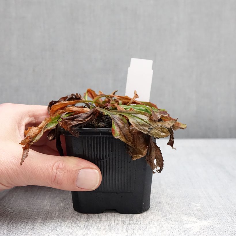 Exemplar von Penstemon Nova Twilight - Galane Kleine Töpfe von 8/9 cm wie im Winter geliefert