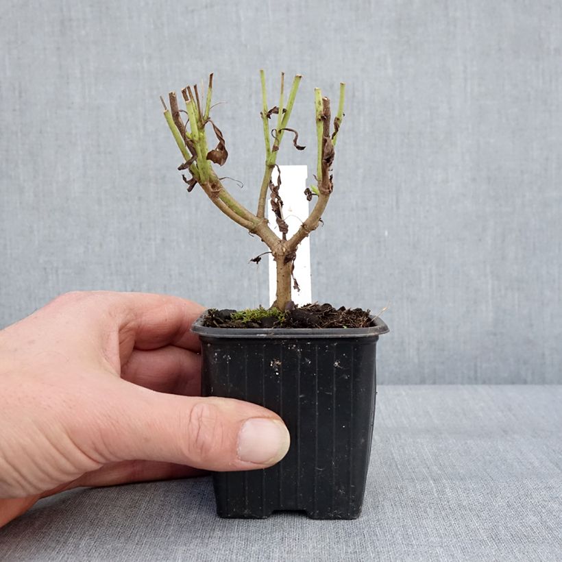 Exemplar von Penstemon Pensham Wedding Day - Galane Kleine Töpfe von 8/9 cm wie im Winter geliefert