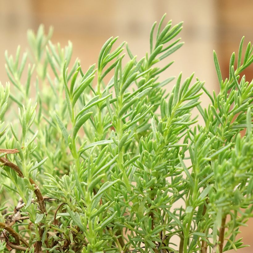 Penstemon pinifolius Mersea Yellow - Bartfaden (Laub)