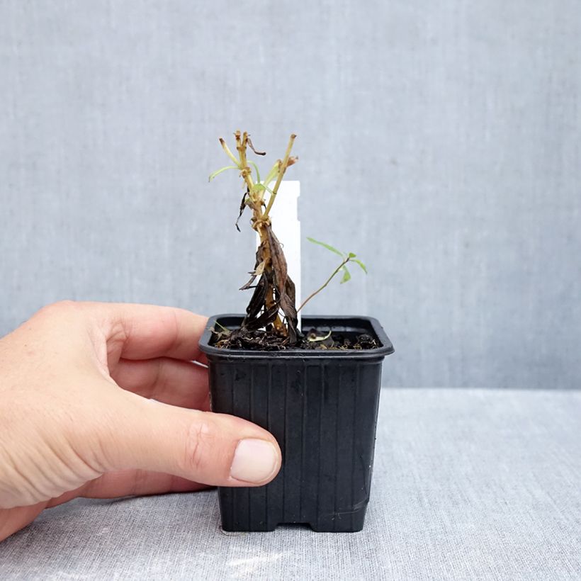 Exemplar von Penstemon Souvenir d'Adrien Régnier - Bartfaden Kleine Töpfe von 8/9 cm wie im Herbst geliefert