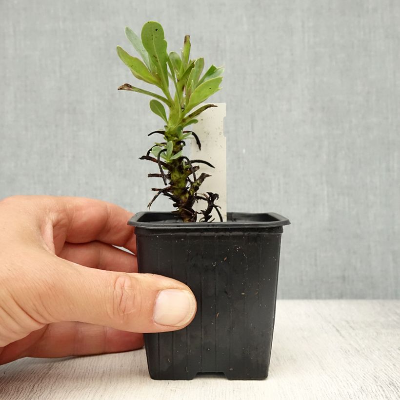 Exemplar von Penstemon superbus - Galane superbe Kleine Töpfe von 8/9 cm wie im Frühjahr geliefert