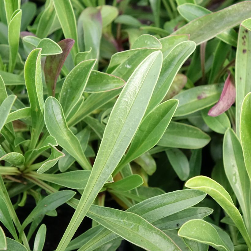 Penstemon virgatus Blue Buckle - Galane (Laub)