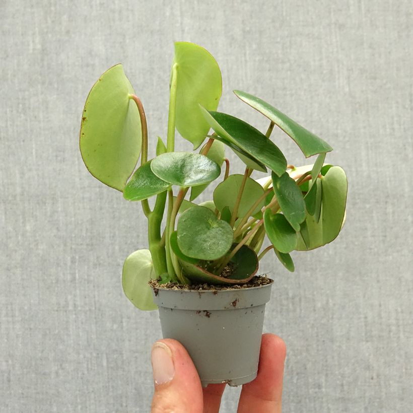 Exemplar von Peperomia arifolia - Zwergpfeffer Mini-Pflanze wie im Frühjahr geliefert