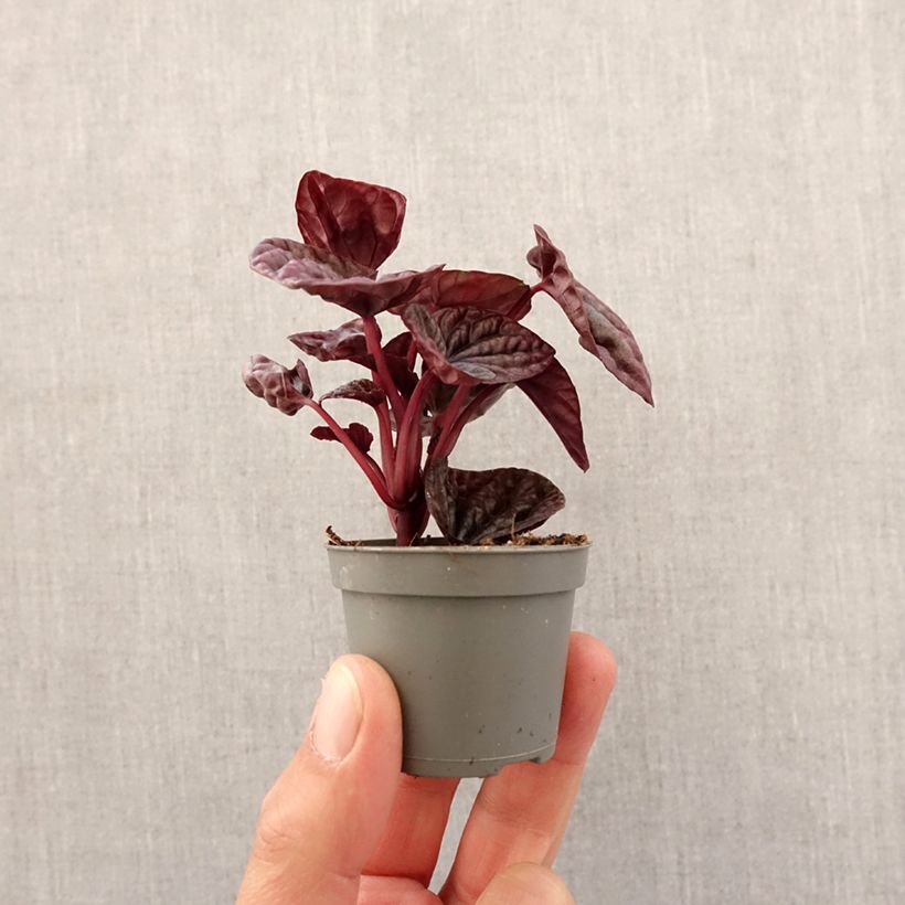 Example of Peperomia caperata Luna - Zwergpfeffer Mini-Pflanze as you get in printemps