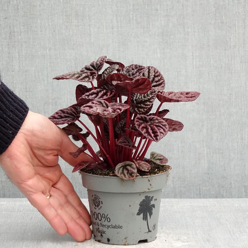 Example of Peperomia caperata Luna - Zwergpfeffer Topf 12 cm / 13 cm as you get in printemps