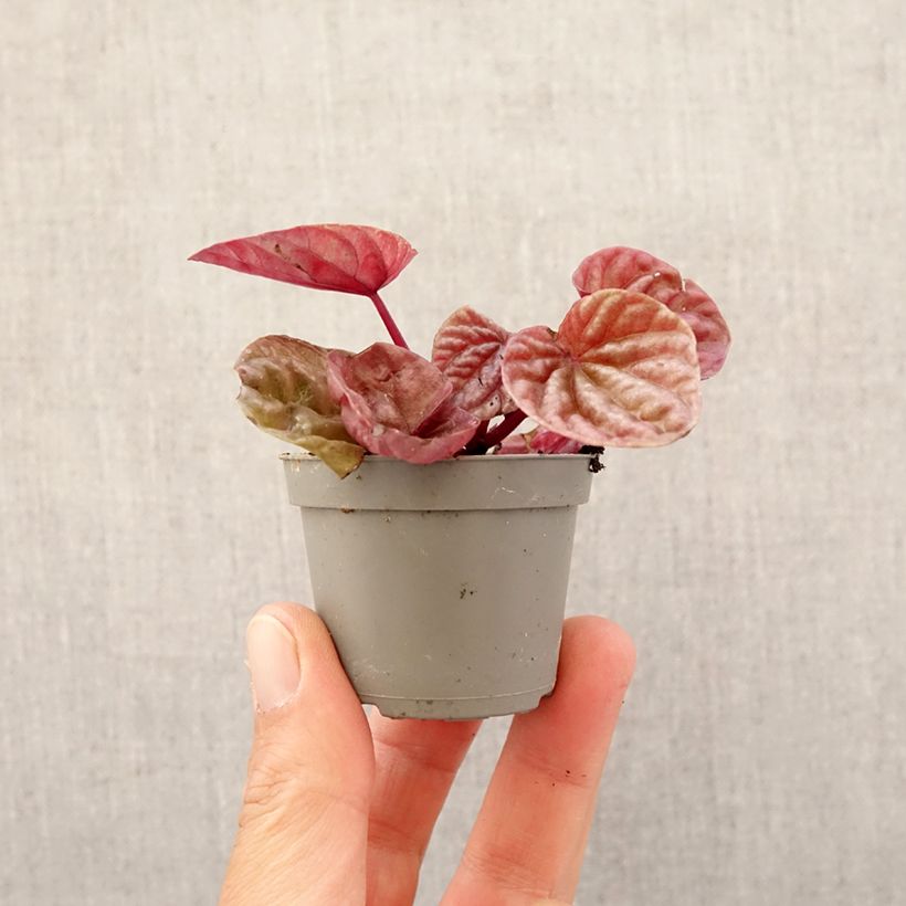 Exemplar von Peperomia caperata Quito - Zwergpfeffer Mini-Pflanze wie im Frühjahr geliefert