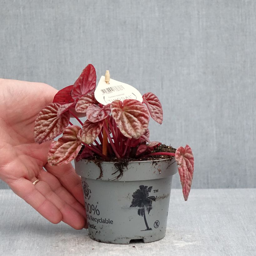 Exemplar von Peperomia caperata Quito - Zwergpfeffer Topf 12 cm / 13 cm wie im Frühjahr geliefert