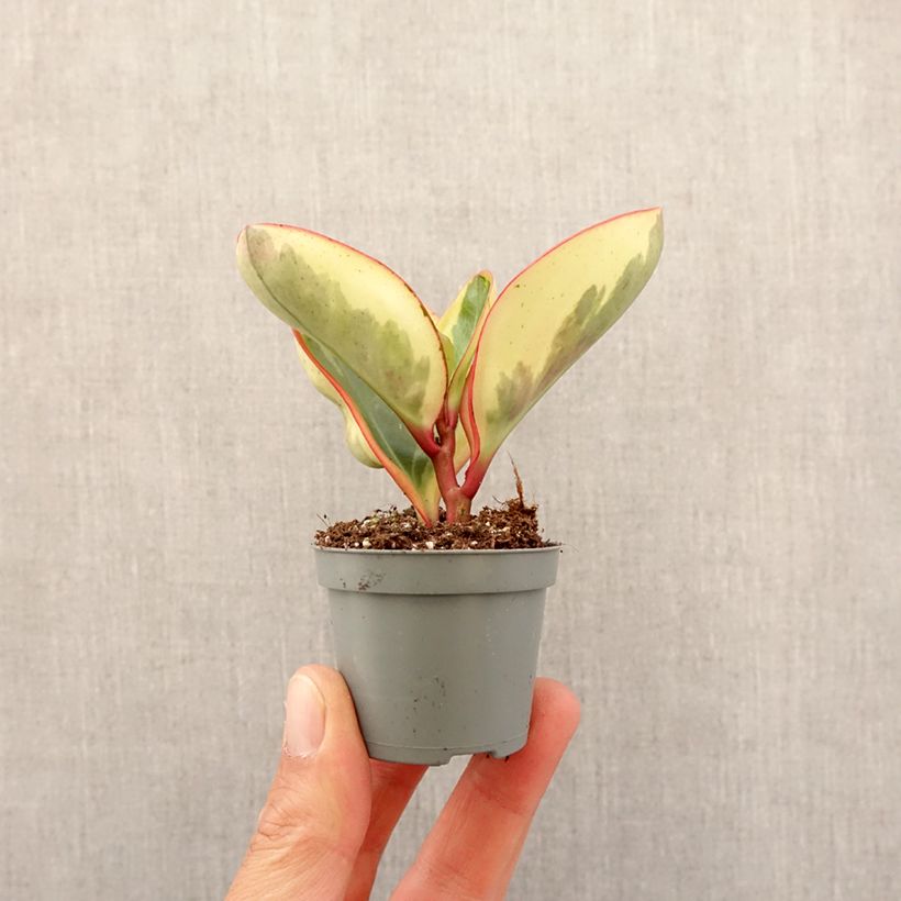 Exemplar von Peperomia clusiifolia Red Margin - Zwergpfeffer Mini-Pflanze wie im Frühjahr geliefert