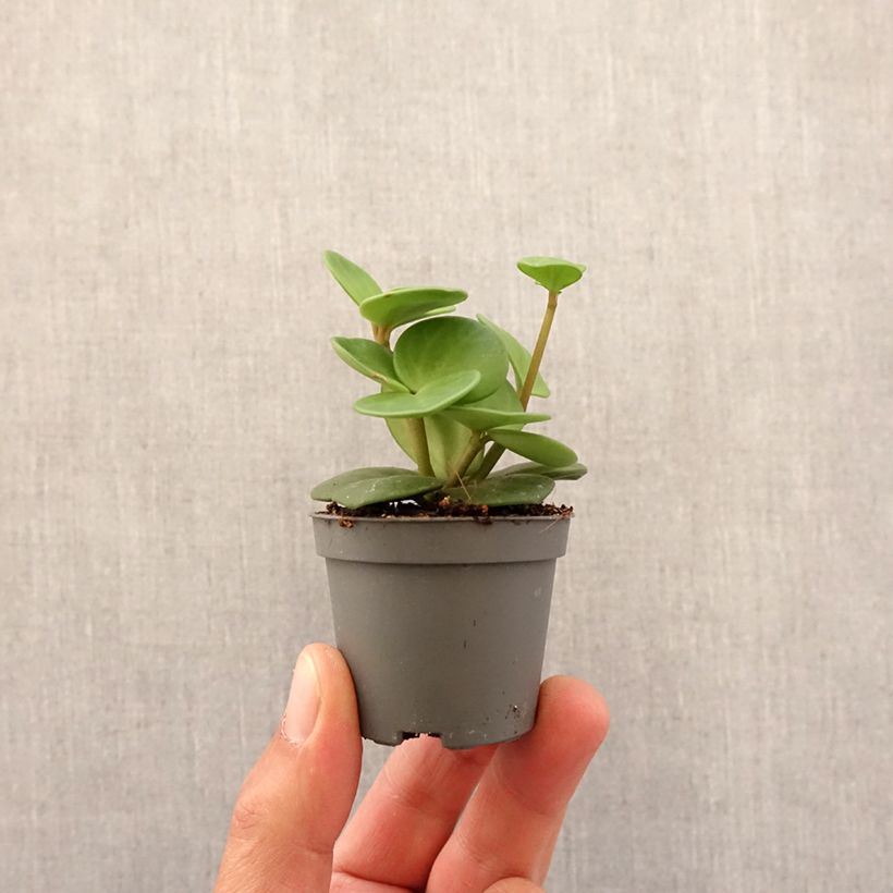 Example of Peperomia Hope - Zwergpfeffer Mini-Pflanze as you get in printemps