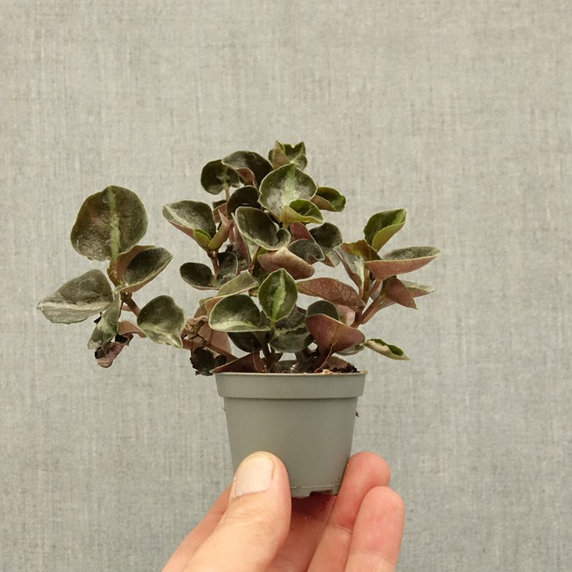 Exemplar von Peperomia metallica Colombiana - Zwergpfeffer Mini-Pflanze wie im Frühjahr geliefert