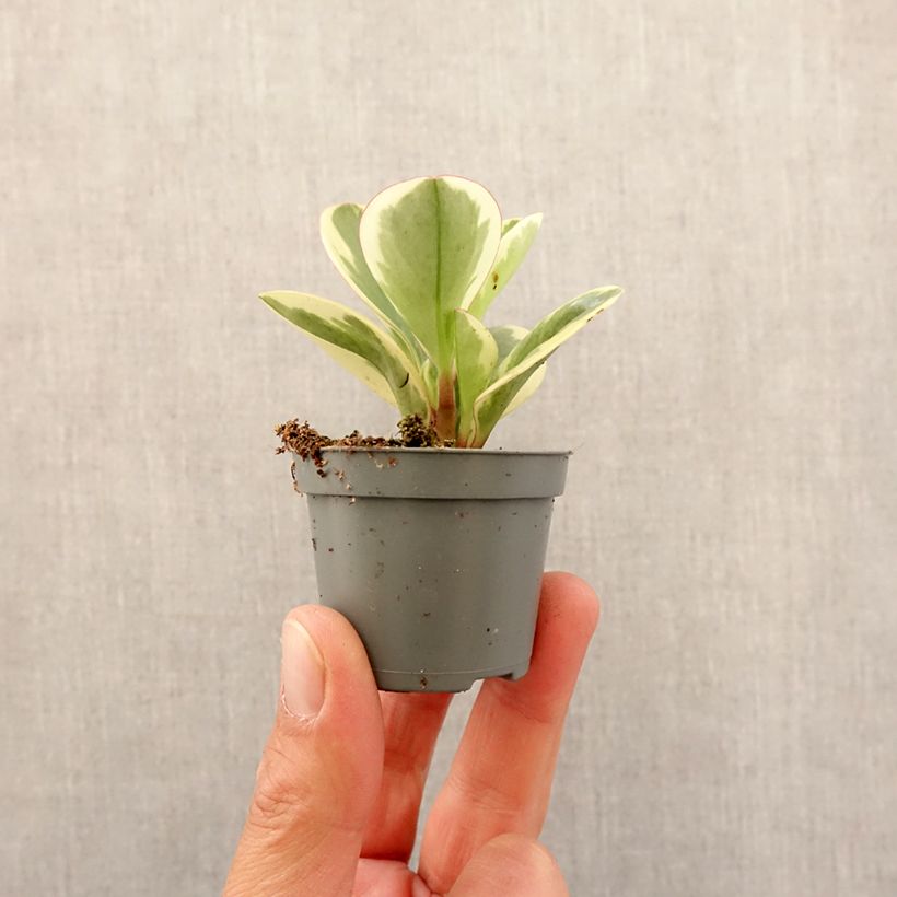 Exemplar von Peperomia obtusifolia Bicolor - Zwergpfeffer Mini-Pflanze wie im Frühjahr geliefert