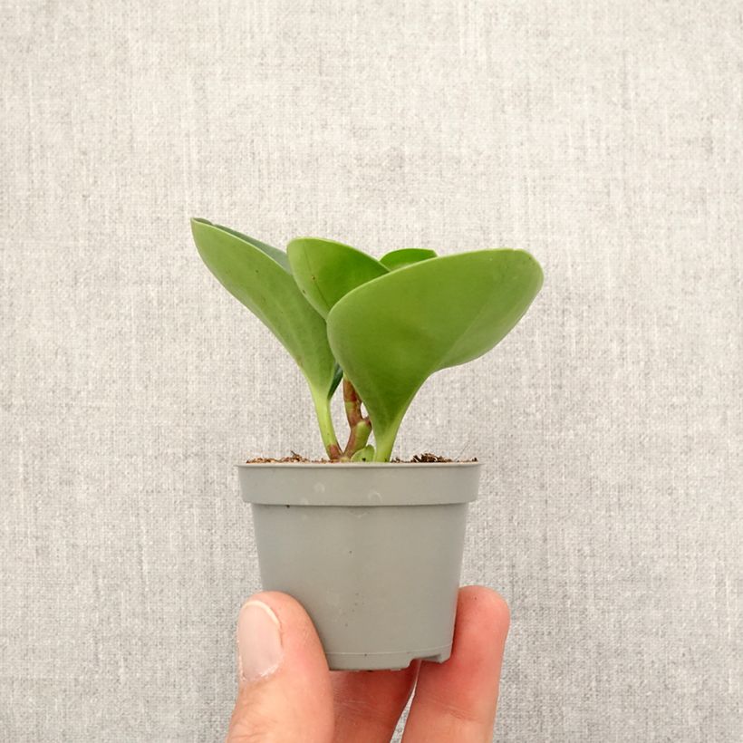 Exemplar von Peperomia obtusifolia Green - Zwergpfeffer Mini-Pflanze wie im Frühjahr geliefert