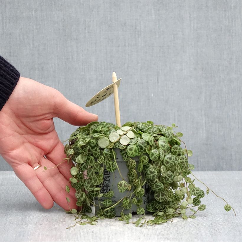 Example of Peperomia prostrata - Zwergpfeffer Topf 12 cm / 13 cm as you get in printemps