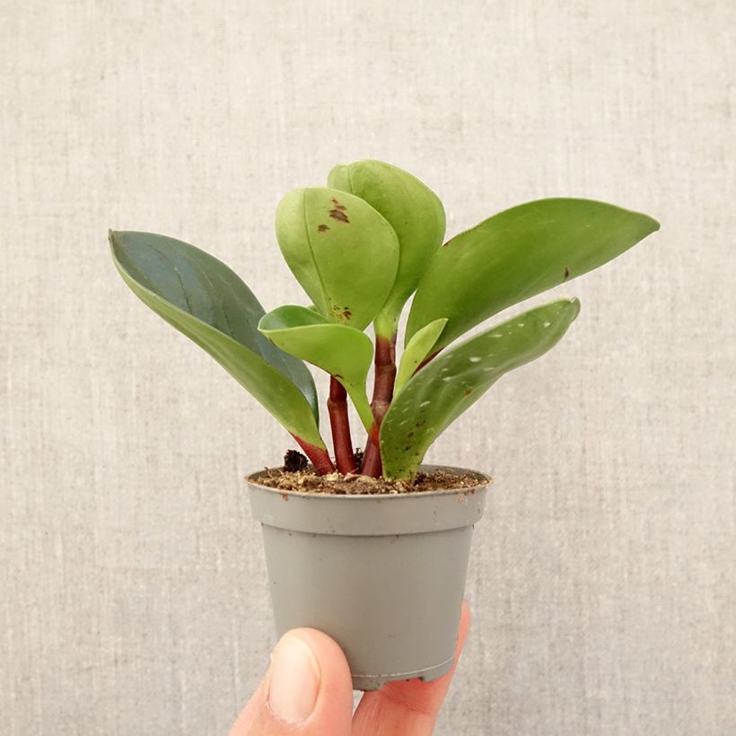 Example of Peperomia Red Canyon - Zwergpfeffer Mini-Pflanze as you get in printemps
