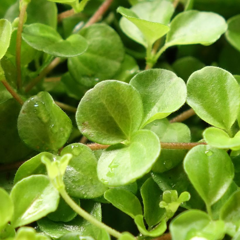 Peperomia rotundifolia - Zwergpfeffer (Foliage)
