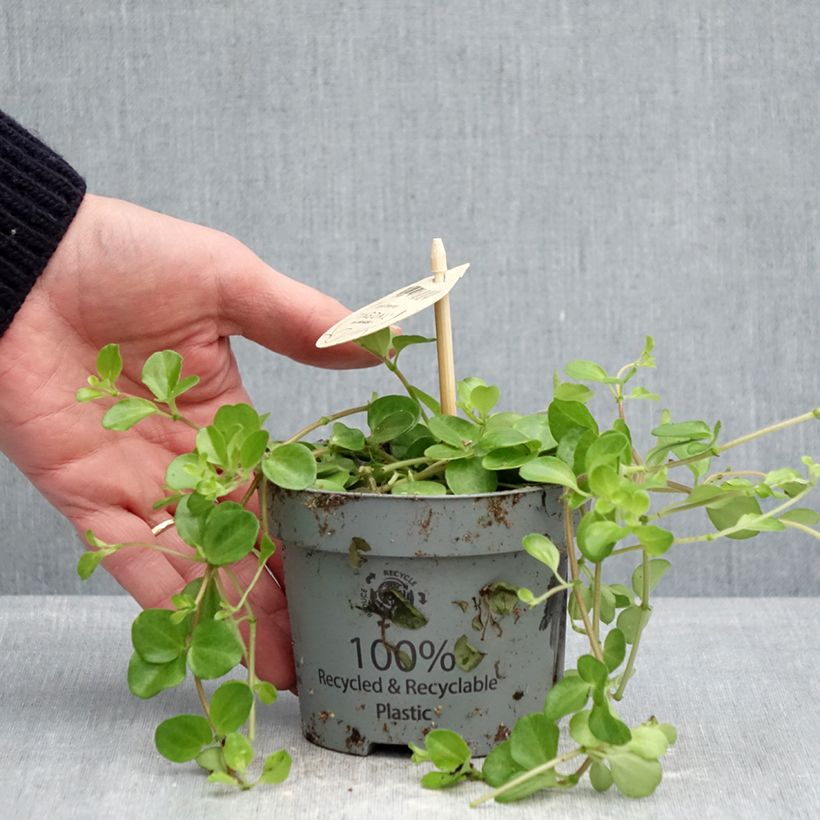 Example of Peperomia rotundifolia - Zwergpfeffer Topf 12 cm / 13 cm as you get in printemps