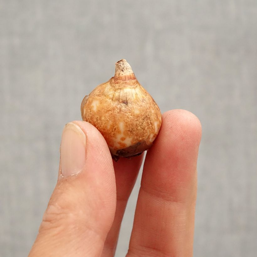 Exemplar von Galanthus nivalis f. pleniflorus Dionysus - Schneeglöckchen Zwiebel Kaliber/Größe 6+ wie im Frühjahr geliefert