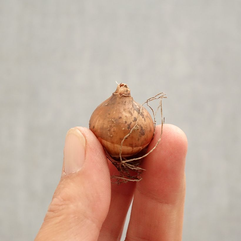 Exemplar von Galanthus elwesii - Großblütiges Schneeglöckchen Zwiebel Kaliber/Größe 4/4,5 wie im Frühjahr geliefert