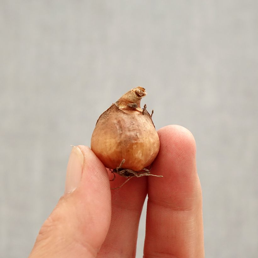 Example of Galanthus nivalis S. Arnott - Schneeglöckchen Zwiebel Kaliber/Größe 5+ as you get in printemps