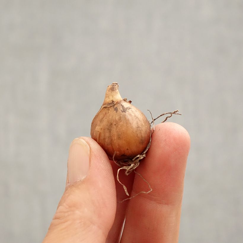 Exemplar von Galanthus nivalis Viridi-Apice - Schneeglöckchen Zwiebel Kaliber/Größe 5+ wie im Frühjahr geliefert