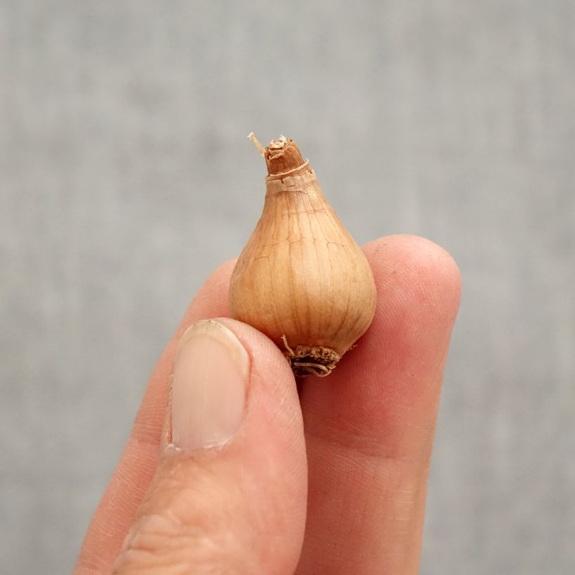 Exemplar von Galanthus woronowii - Woronow-Schneeglöckchen Zwiebel Kaliber/Größe 7+ wie im Frühjahr geliefert