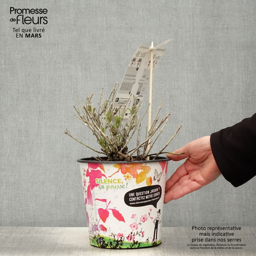 Example of Blauraute Blue Spire - Perovskia atriplicifolia Topf mit 4L/5L as you get in printemps