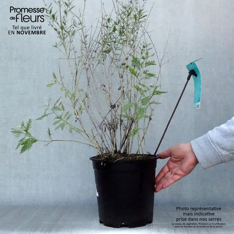 Exemplar von Perovskia atriplicifolia Blue Spire - Sauge de Sibérie Pot de 4L/5L wie im Herbst geliefert