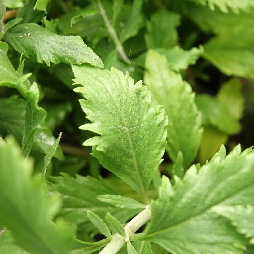 Blauraute Blue Steel - Perovskia atriplicifolia (Laub)