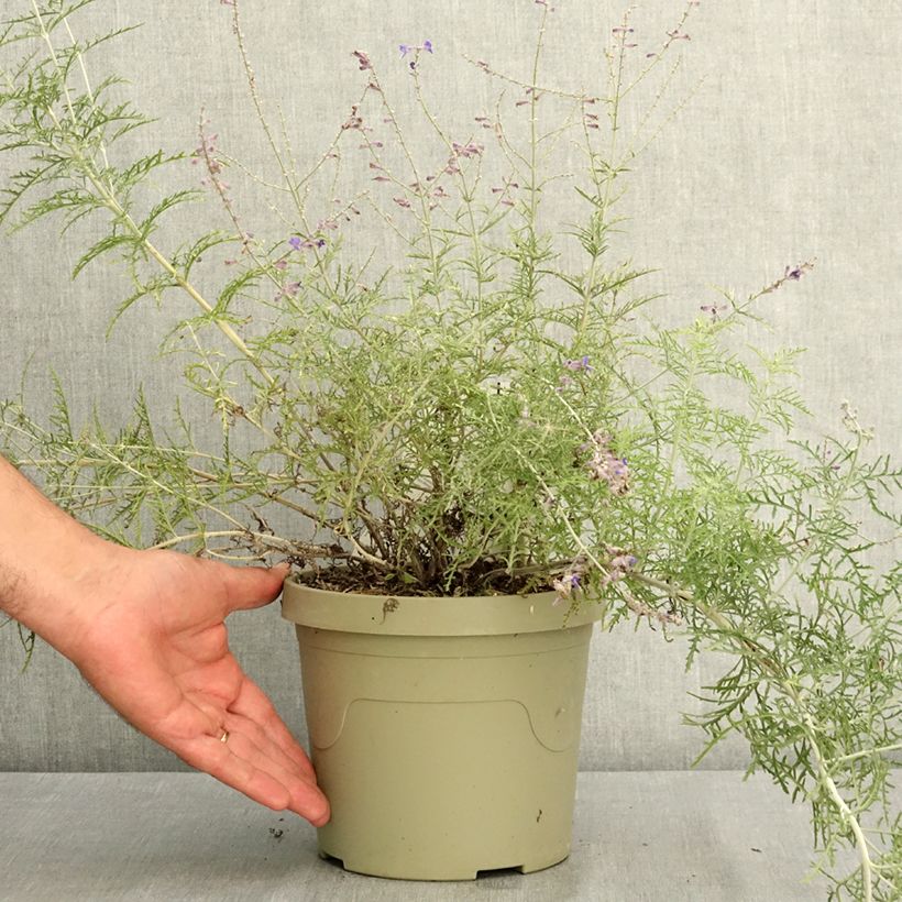 Exemplar von Blauraute Feathery Blue - Perovskia atriplicifolia Topf mit 3L/4L wie im Sommer geliefert
