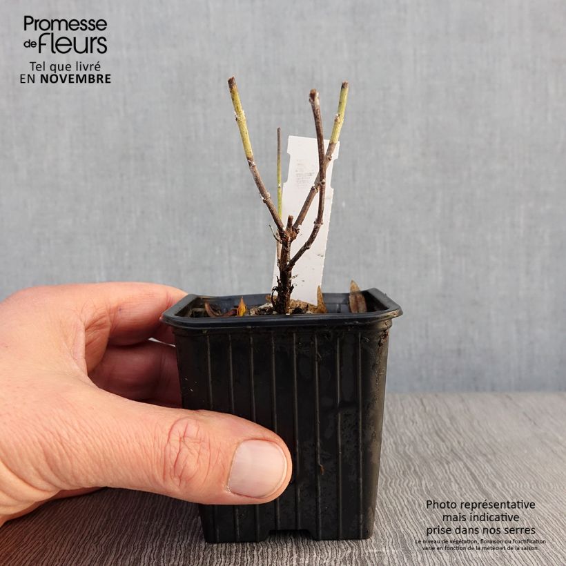 Exemplar von Blauraute Lacey Blue - Perovskia atriplicifolia Kleine Töpfe von 8/9 cm wie im Herbst geliefert