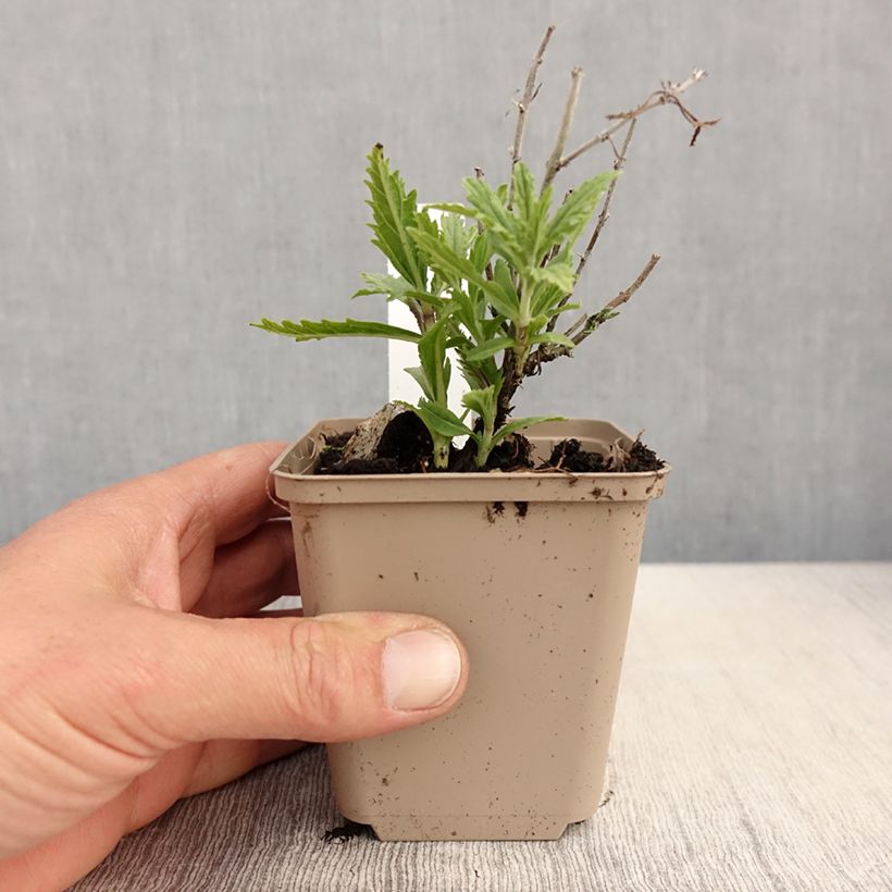 Example of Blauraute Lacey Blue - Perovskia atriplicifolia Kleine Töpfe von 8/9 cm as you get in printemps