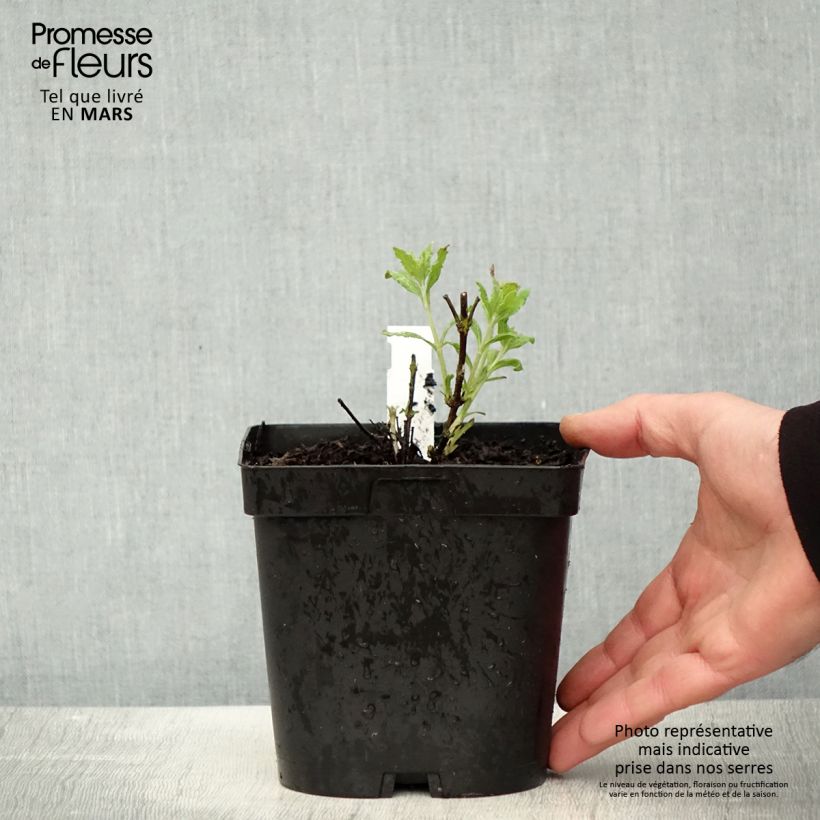 Example of Blauraute Little Spire - Perovskia atriplicifolia Topf mit 2L/3L as you get in printemps