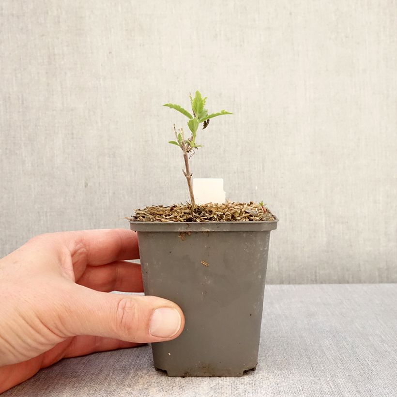 Exemplar von Blauraute Prime time - Perovskia atriplicifolia Kleine Töpfe von 7/8 cm wie im Frühjahr geliefert