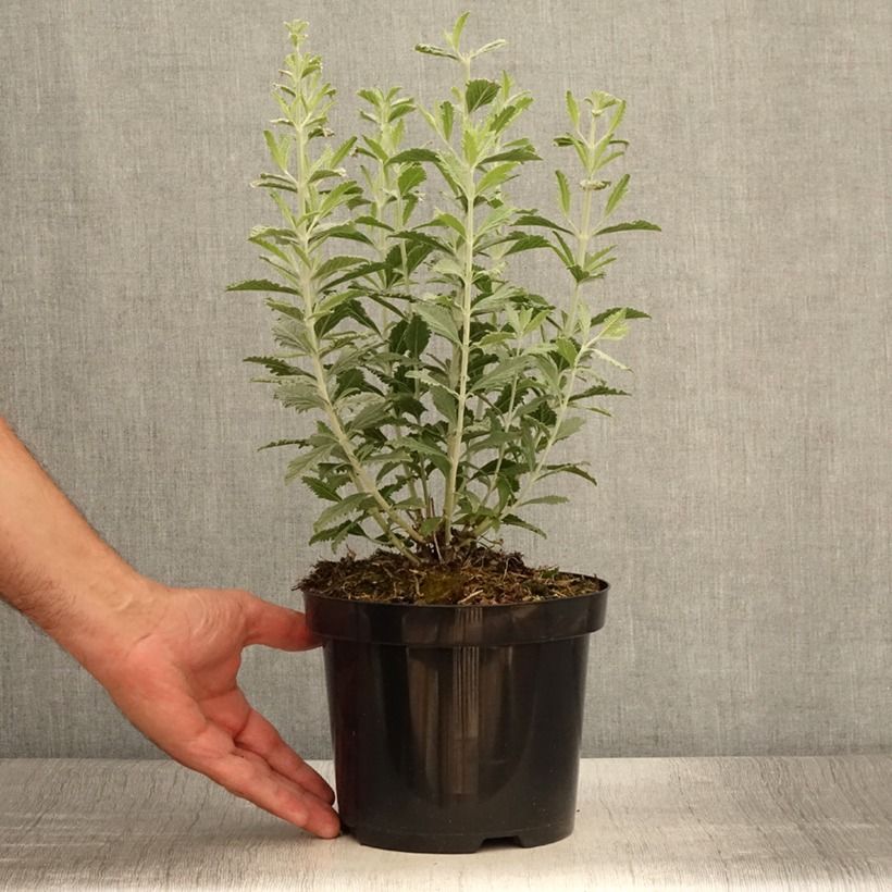 Exemplar von Blauraute Silvery Blue - Perovskia atriplicifolia Topf mit 1,5L/2L wie im Sommer geliefert