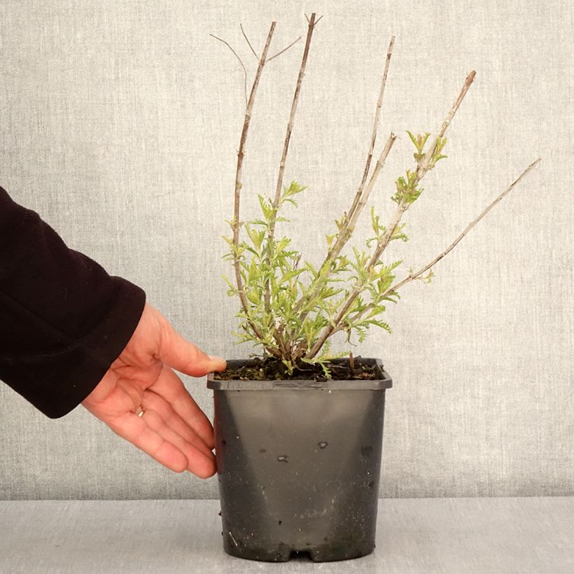 Exemplar von Blauraute Silvery Blue - Perovskia atriplicifolia Topf mit 1,5L/2L wie im Frühjahr geliefert