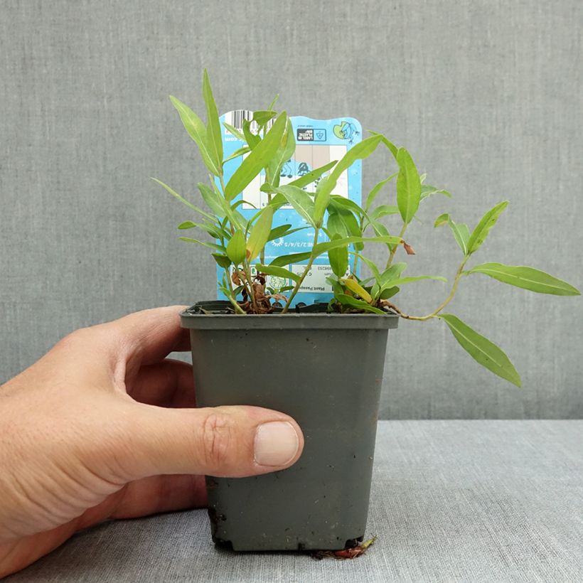 Exemplar von Wasser-Knöterich - Persicaria amphibia Kleine Töpfe von 8/9 cm wie im Sommer geliefert