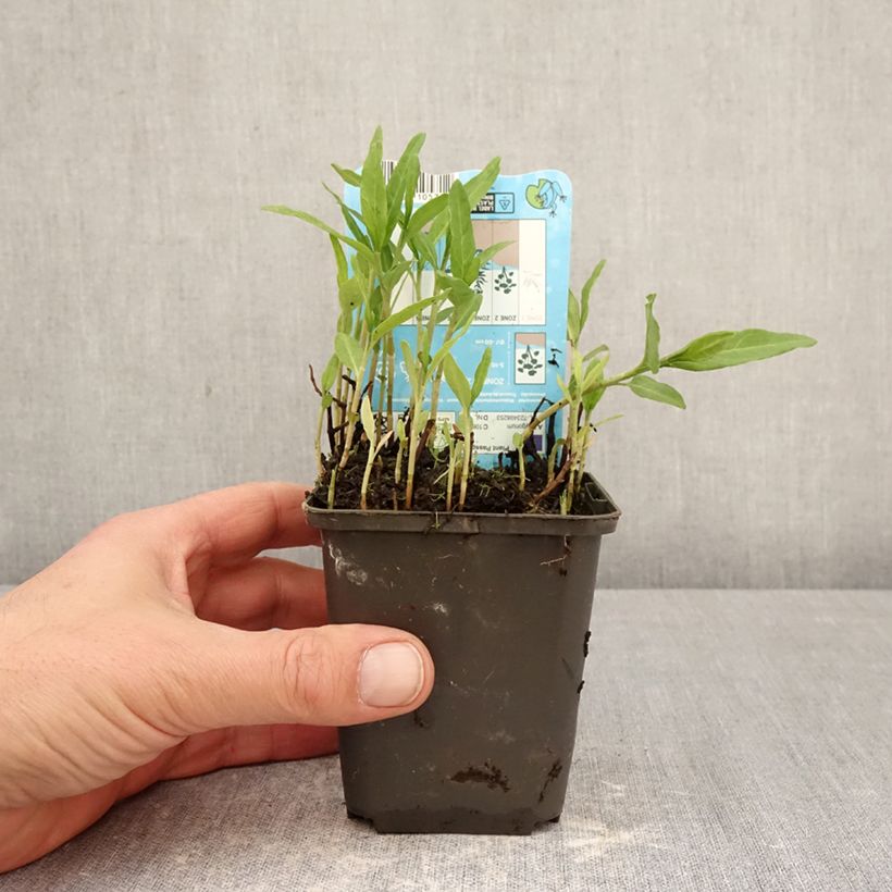 Exemplar von Wasser-Knöterich - Persicaria amphibia Kleine Töpfe von 8/9 cm wie im Frühjahr geliefert