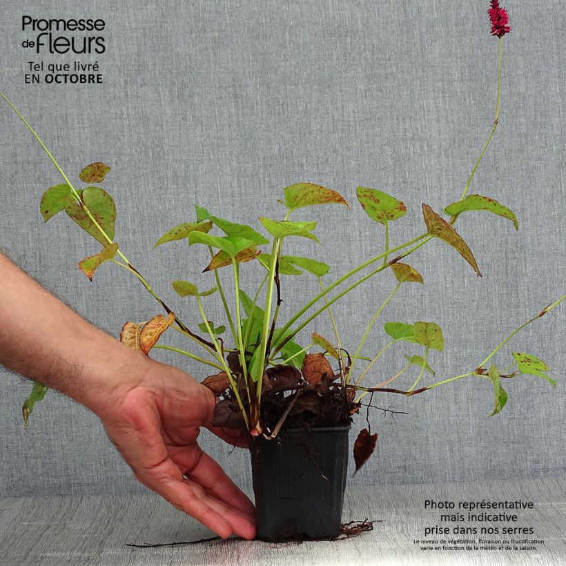 Exemplar von Kerzenknöterich Speciosa - Bistorta amplexicaulis Kleine Töpfe von 8/9 cm wie im Herbst geliefert