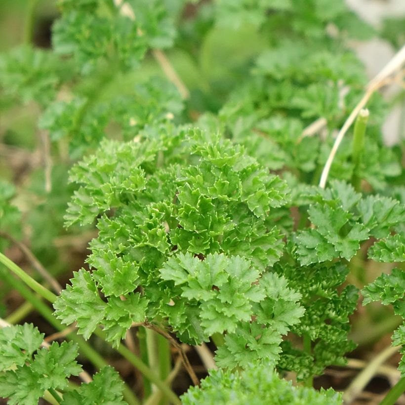 Garten-Petersilie Frisé vert foncé Bio (Foliage)