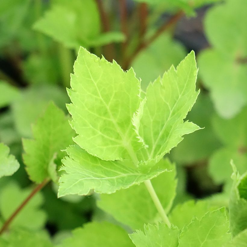 Mitsuba - Cryptotaenia japonica (Laub)