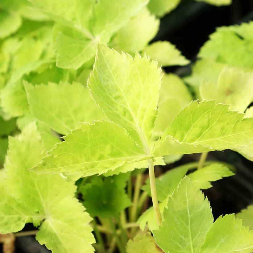 Mitsuba Mitsuba Bio - Cryptotaenia japonica (Laub)