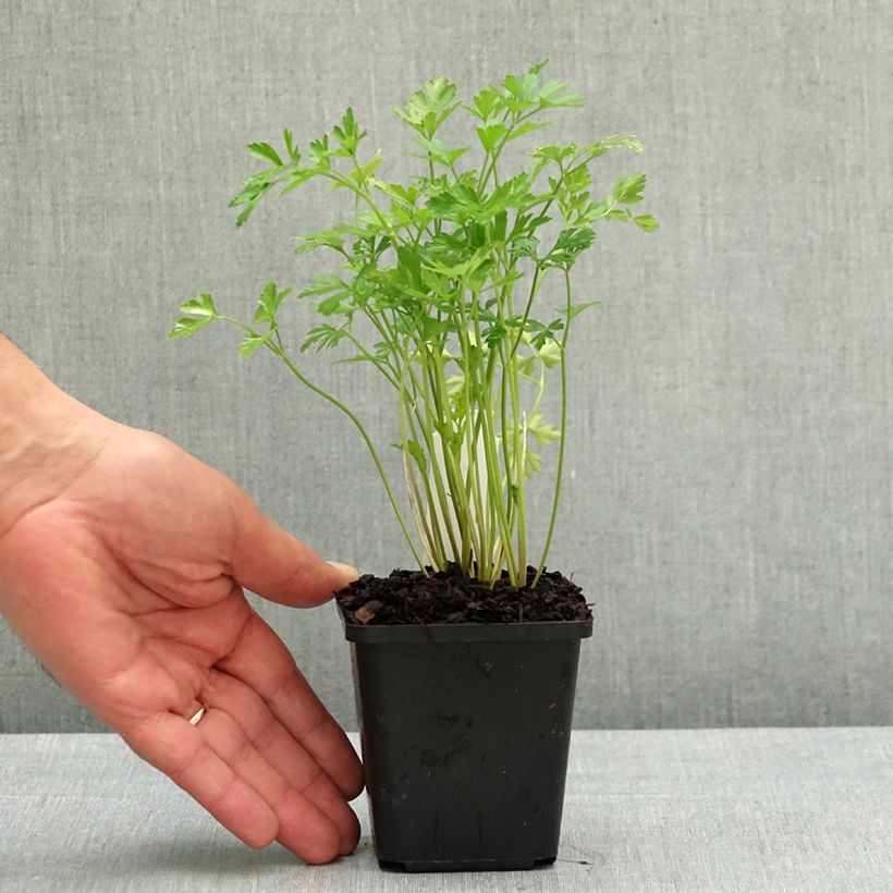 Exemplar von Garten-Petersilie - Petroselinum crispum var. neapolitanum Kleine Töpfe von 8/9 cm wie im Frühjahr geliefert