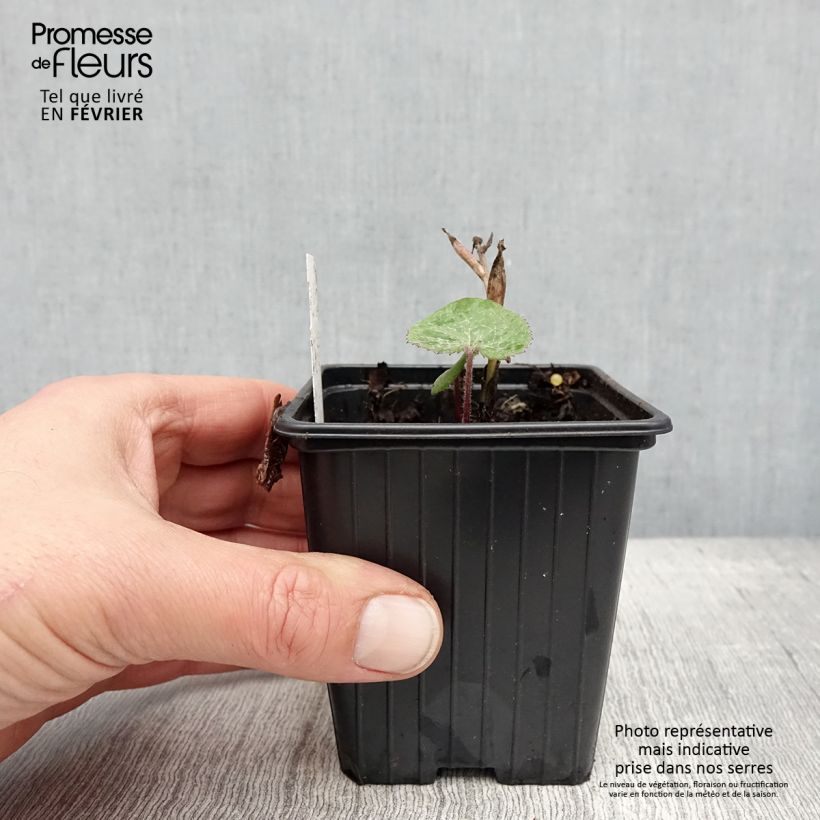Exemplar von Petasites fragrans - Héliotrope d'hiver Godet de 8/9 cm wie im Winter geliefert