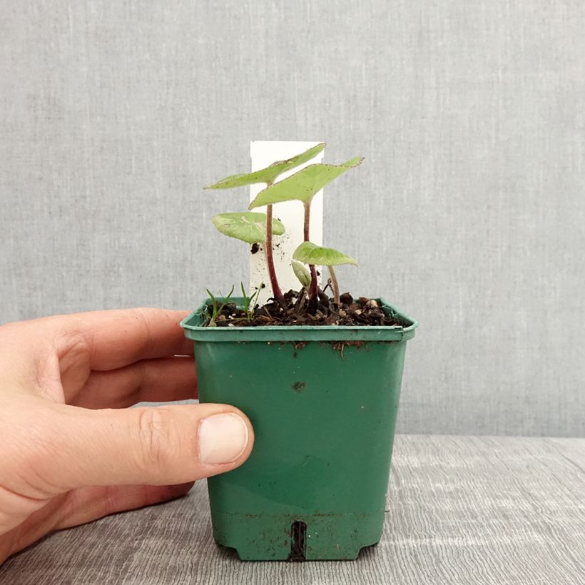 Example of Winterheliotrop - Petasites fragrans Kleine Töpfe von 8/9 cm as you get in printemps