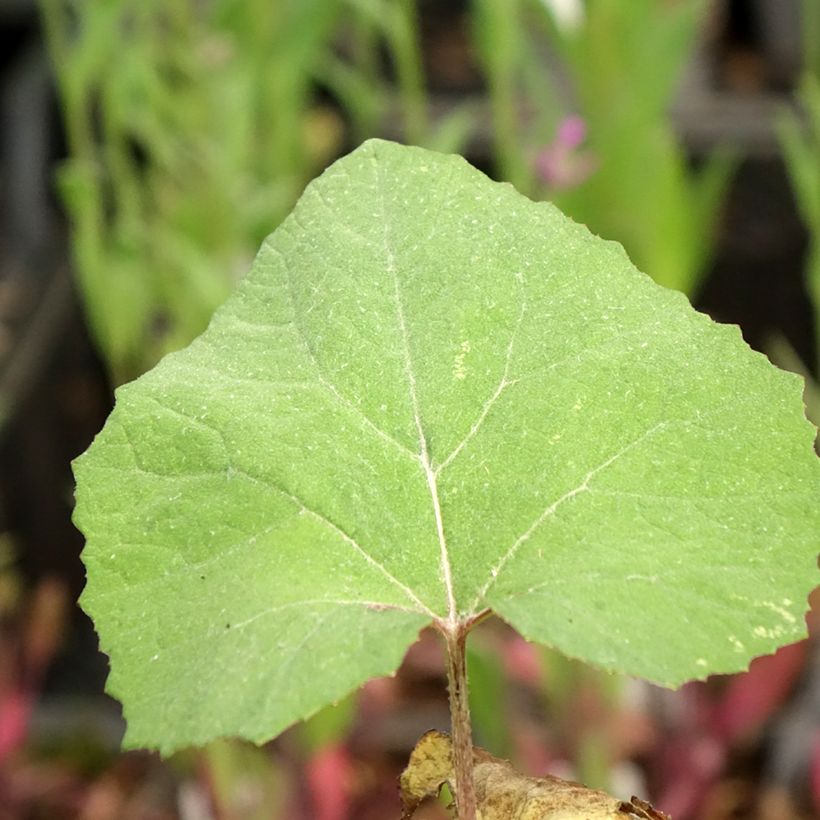 Japanische Pestwurz Giganteus - Petasites japonicus (Foliage)